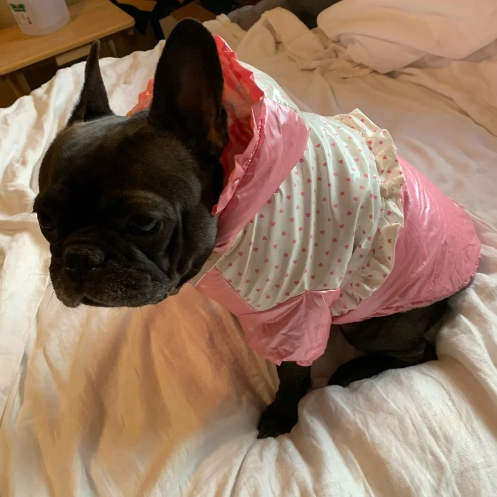 Dog/pet rain coat size Medium reversible - Picture 1 of 8